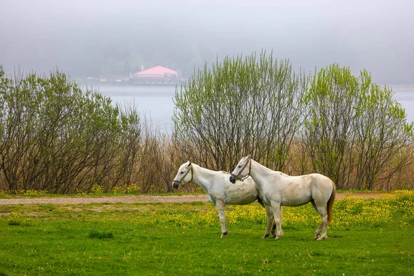 Два Білих Коні Туманному Лісі Болу Туреччина — стокове фото