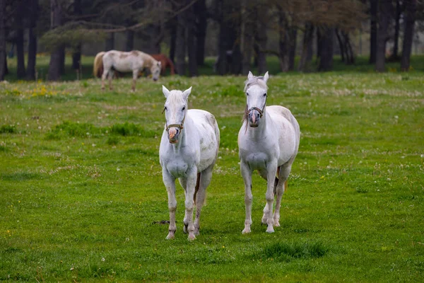Two White Horses Foggy Forest Bolu Turkey — Stock Photo, Image