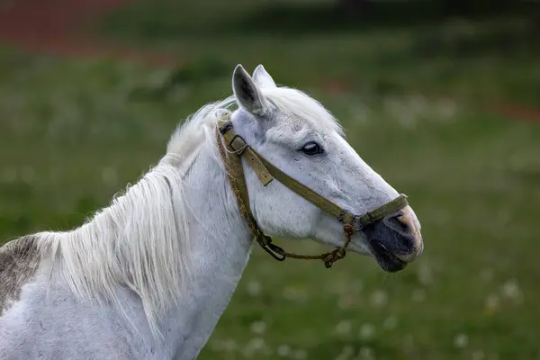 Witte Paarden Een Mistig Bos Bolu Turkije — Stockfoto