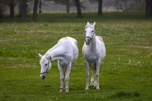 Zwei Weiße Pferde Einem Nebligen Wald Bolu Türkei — Stockfoto