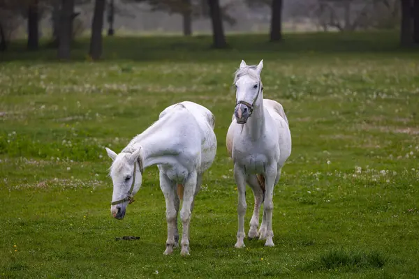 Dos Caballos Blancos Bosque Niebla Bolu Turquía — Foto de Stock