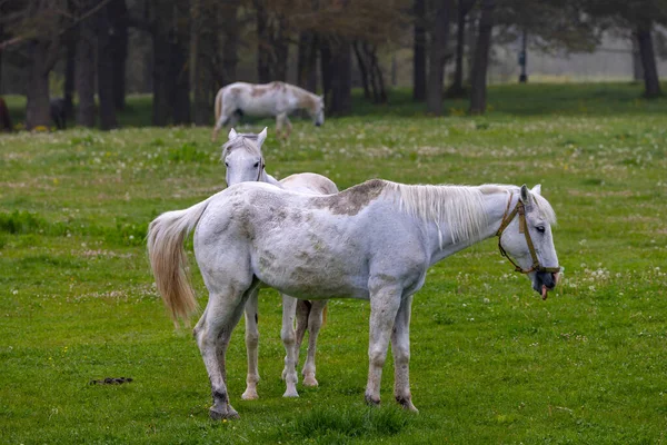 Два Білих Коні Туманному Лісі Болу Туреччина — стокове фото