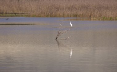 Ağaçtaki büyük beyaz su kuşu, Küçük Egret, Egretta Garzetta