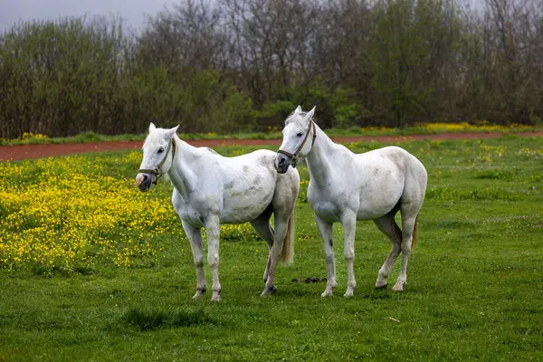 Две Белые Лошади Туманном Лесу Болу Турция — стоковое фото