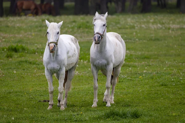 Dwa Białe Konie Mglistym Lesie Bolu Turcja — Zdjęcie stockowe