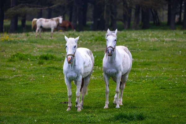 Dois Cavalos Brancos Uma Floresta Nebulosa Bolu Turquia — Fotografia de Stock