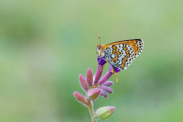 Mariposa Roja Sobre Flor Púrpura Fritillary Glanville Melitaea Cinxia — Foto de Stock