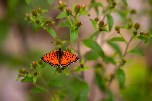 Mariposa Roja Abriendo Sus Alas Sobre Una Hoja Verde Fritillary —  Fotos de Stock