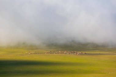 Platoda sığırlar besleniyor, Ardahan, Türkiye