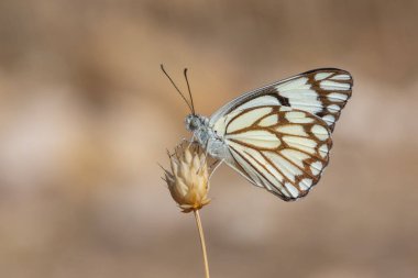 Büyük beyaz göçmen kelebek, kahverengi damarlı beyaz, Belenois aurota