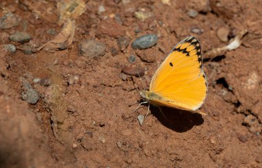 Büyük somon renkli kelebek, Büyük somon balığı Arap, Colotis fausta