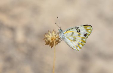 Beyaz kelebek kuru çimlerde, Çöl Beyazı, Pontia glauconomu