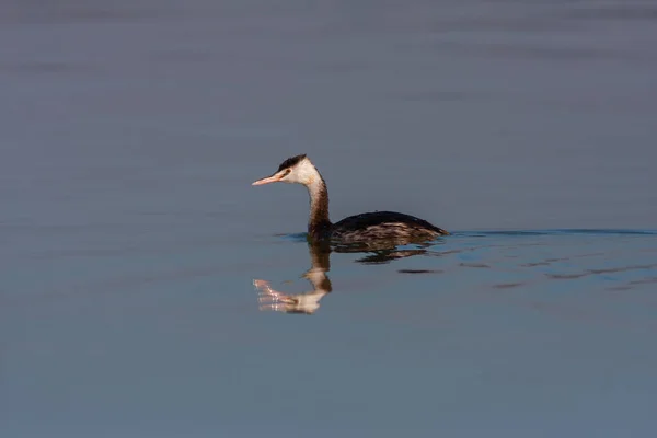 beautiful big bird gliding on the water, Great Crested Grebe, Podiceps cristatus