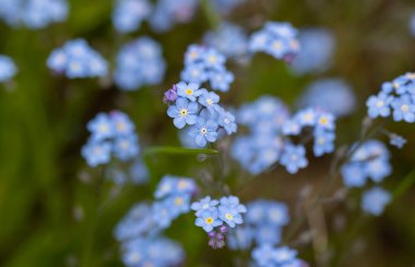 Bahar mavisi unutma beni çiçekleri. Myosotis Sylvatica 'ya yakın plan, bulanık arkaplanda küçük mavi çiçekler.