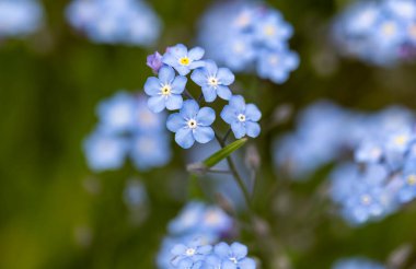 Bahar mavisi unutma beni çiçekleri. Myosotis Sylvatica 'ya yakın plan, bulanık arkaplanda küçük mavi çiçekler.