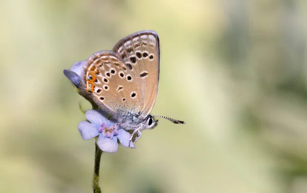 Pequeña Mariposa Sobre Flor Azul Rosas Azules Polyommatus Rosei — Foto de Stock