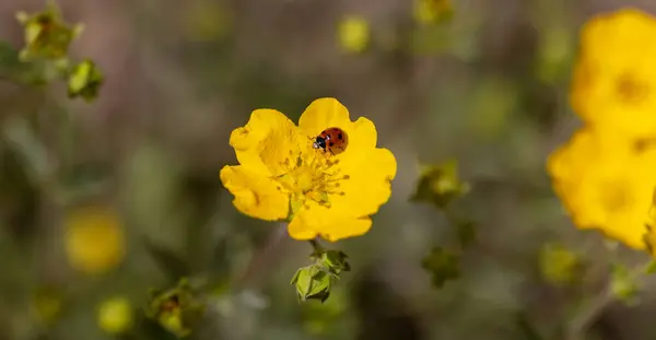 ladybug on yellow flower, turkey