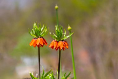 Zıt zambakların eteklerindeki Türk dağları. Ters zambak. Ormanda renkli bir lale. Lale 