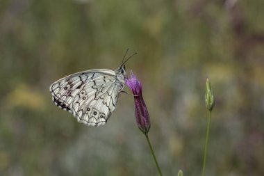 Mor çiçekte beyaz kelebek, Balkan Marled White, Melanargia larissa