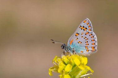 Sarı çiçeğin üzerindeki küçük kelebek, Romanoff 'un kısrakları, kısraklar dobrogensis