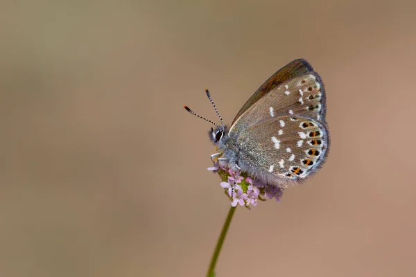 Pequeña Mariposa Sobre Flor Púrpura Neolycaena Soezen Soezen Pseudocopper — Foto de Stock