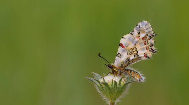 Bitkide deniz tarağı, Doğu Steppe Festoon, Zerynthia deyrollei