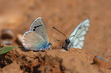 Küçük mavi kelebek yerden mineraller topluyor, Glaucopsyche astraea