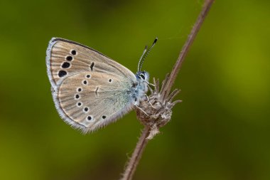 Kanatlı küçük kahverengi kelebek, Glaucopsyche astraea