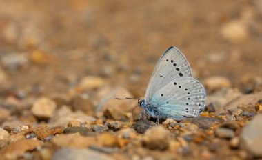 Küçük mavi kelebek yerden mineraller topluyor, Iolas Blue, Glaucopsyche lessei