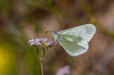 Bitki üzerinde küçük beyaz kelebek, Doğu Wood White, Leptidea duponcheli