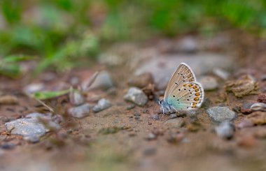 Küçük mavi kelebek yerden mineraller topluyor, Gümüş saplı Mavi, Plebejus argus