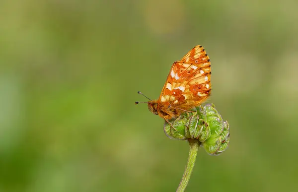 red butterfly spread its wings in green grass, Boloria caucasica