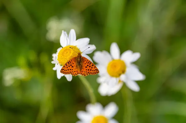 red butterfly perched on a daisy, Boloria caucasica