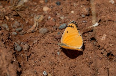Büyük somon renkli kelebek, Büyük somon balığı Arap, Colotis fausta