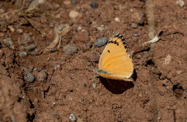 Büyük somon renkli kelebek, Büyük somon balığı Arap, Colotis fausta