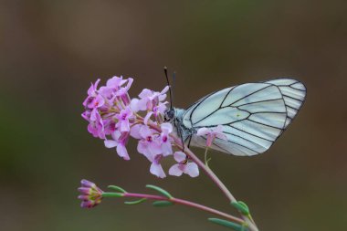 Siyah damarlı beyaz kelebek, Aporia krataegi