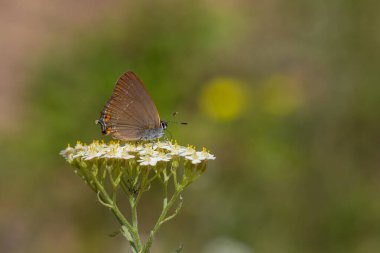 Kahverengi kelebek beyaz küçük çiçekler üzerinde, Satyrium acaciae