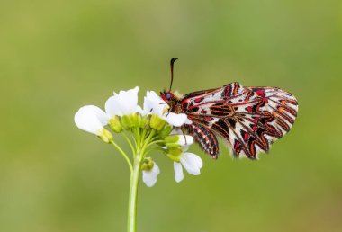 Bir deniz tarağı kırmızı kelebeği, Zerynthia polixena