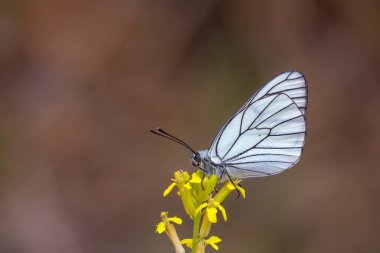 Siyah damarlı beyaz kelebek, Aporia krataegi