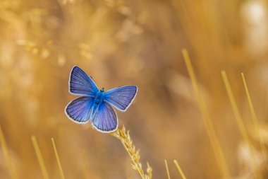 Harika üst kanatları olan kelebek