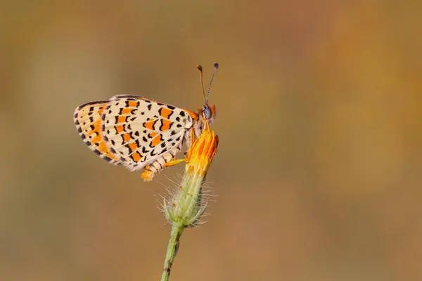 stock image Beautiful iparhan butterfly ; Melitaea trivia ( Syriaca )