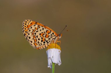 Güzel iparhan kelebeği; Melitaea ıvır zıvırı (Syriaca )