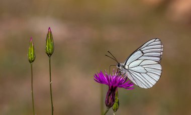 Siyah damarlı beyaz, Aporia crataegi, Türkçe adı al kelebei