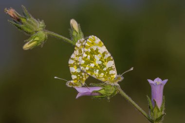 Bir çift portakal ucu (Anthocharis kakuminleri) kelebekleri sıradan bir BlueBell (Hyacinthoides olmayan) çiçeğiyle beslenir..