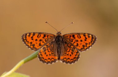 Güzel iparhan kelebeği; Melitaea ıvır zıvırı (Syriaca )