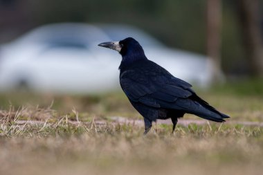 Büyük siyah kuş yerde yiyecek arıyor, Rook, Corvus frugilegus