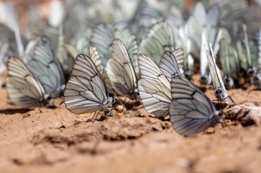 Siyah damarlı beyaz, Aporia crataegi, Türkçe adı al kelebei