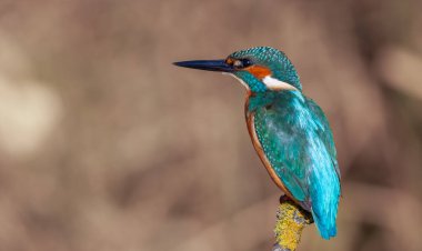 colorful bird spying on its prey on dry branch,Common Kingfisher, Alcedo atthis