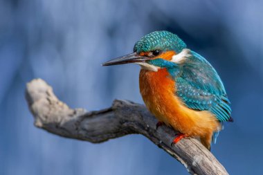 Kuru dalda avını gözetleyen renkli bir kuş, Ortak Kingfisher, Alcedo