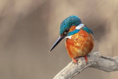 Kuru dalda avını gözetleyen renkli bir kuş, Ortak Kingfisher, Alcedo